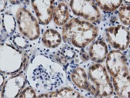 GAS7 Antibody (clone OTI2F6)