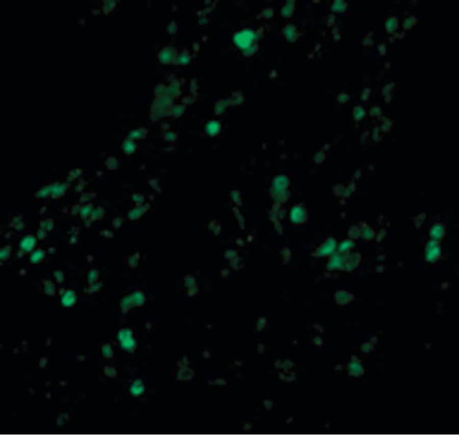 IHC-plus™ BIRC2 / cIAP1 Antibody