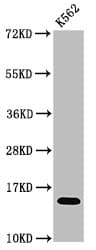 Polyclonal Rabbit anti-Human HIST1H2AI Antibody (IF, WB)