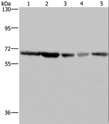 GNL3 / NS / Nucleostemin Antibody