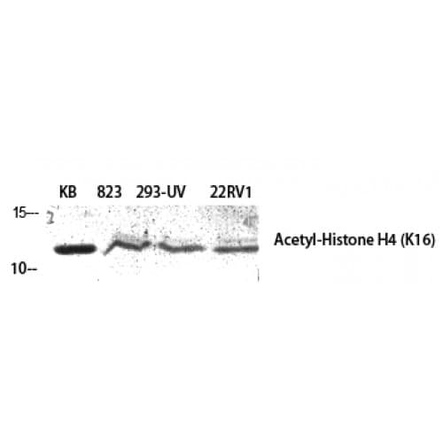 Histone H4 Antibody (1-80 aa)
