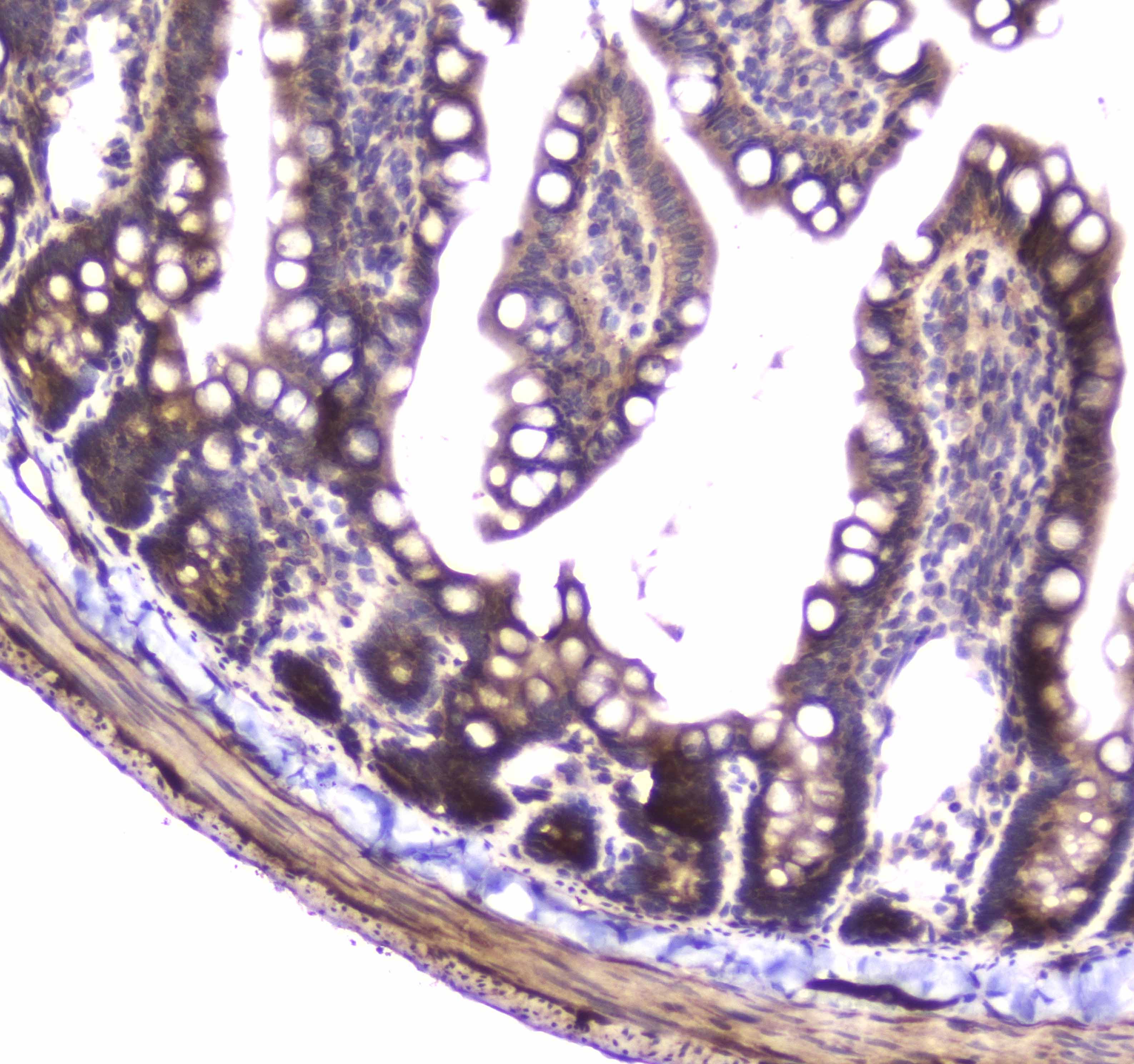 Polyclonal Rabbit anti-Human YWHAZ / 14-3-3 Zeta Antibody (IHC, WB)