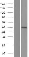 Human SIRPB2 Protein (Over-Expression Lysate Myc-DDK (Flag))