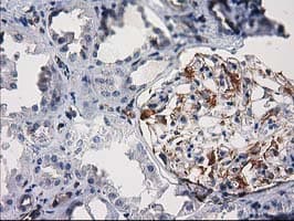 PDE2A Antibody (clone OTI1G9, Carrier-free)