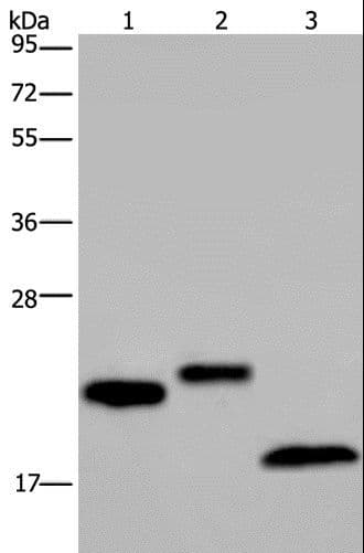 SPINLW1 / EPPIN Antibody