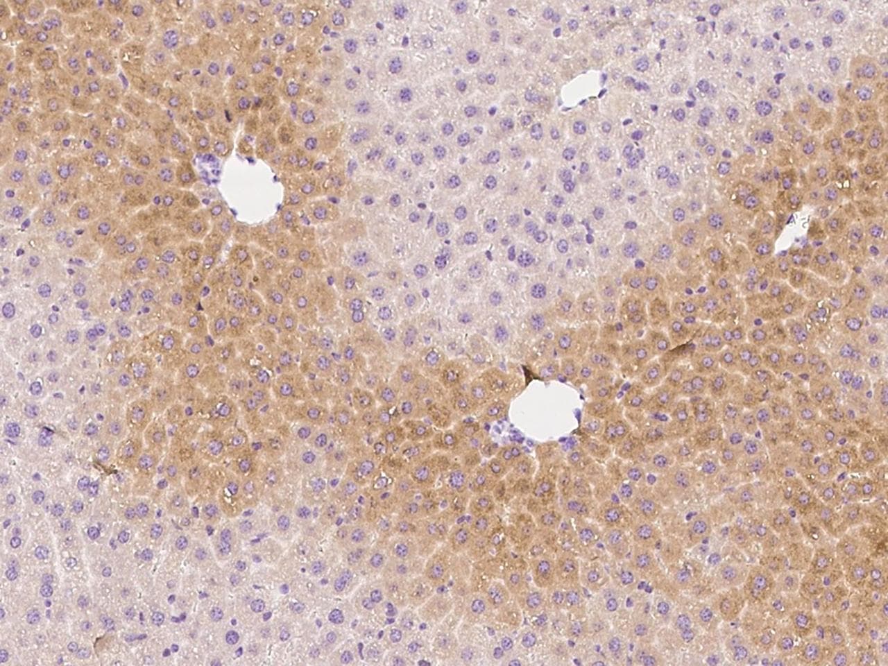 Polyclonal Rabbit anti-Mouse IL1A / IL-1 Alpha Antibody (Preservative Free, IHC)