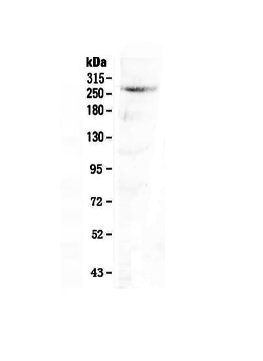CAD Antibody