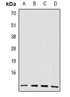 BLID Antibody