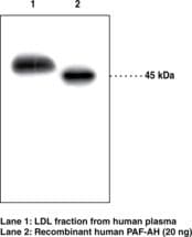 LP-PLA2 / PLA2G7 Antibody