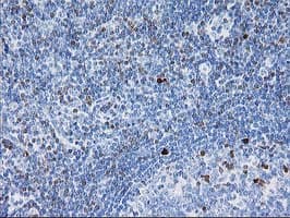 STAT4 Antibody (clone OTI 4H4, Carrier-free)