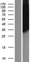 PLSCR3 Protein (Over-Expression Lysate Myc-DDK (Flag))