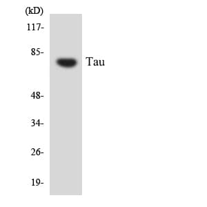 PathPlus™ MAPT / Tau Antibody (aa463-512)