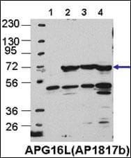 ATG16L1 / ATG16L Antibody (aa161-190)