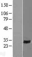 SYNDIG1 Protein (Over-Expression Lysate Myc-DDK (Flag))