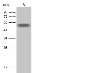 TGFB1 / TGF Beta 1 Antibody (clone 33, Preservative Free)