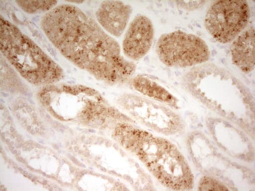 PON3 Antibody (aa30-319, clone OTI5C3)
