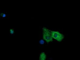 NDOR1 Antibody (clone OTI1E3)