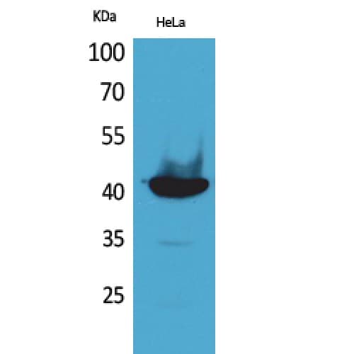 PPID / Cyclophilin D Antibody (321-370 aa, C-terminal)