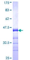 Human TJP3 / ZO3 Protein (Recombinant GST, N-terminus)