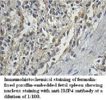 IMP4 Antibody (aa102-281)