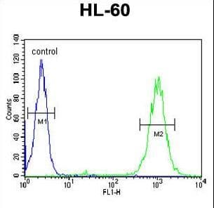 Polyclonal Rabbit anti-Human BLM Antibody (aa1054-1082, WB)