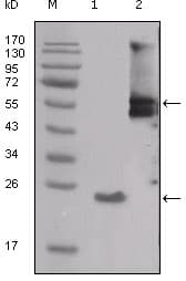 SRC Antibody (clone 4F1E8)
