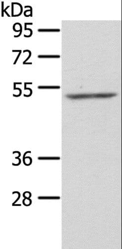 ZFP36L2 Antibody