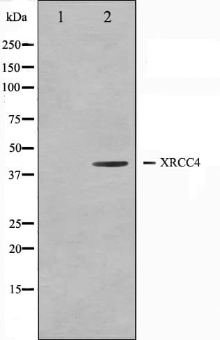 XRCC4 Antibody