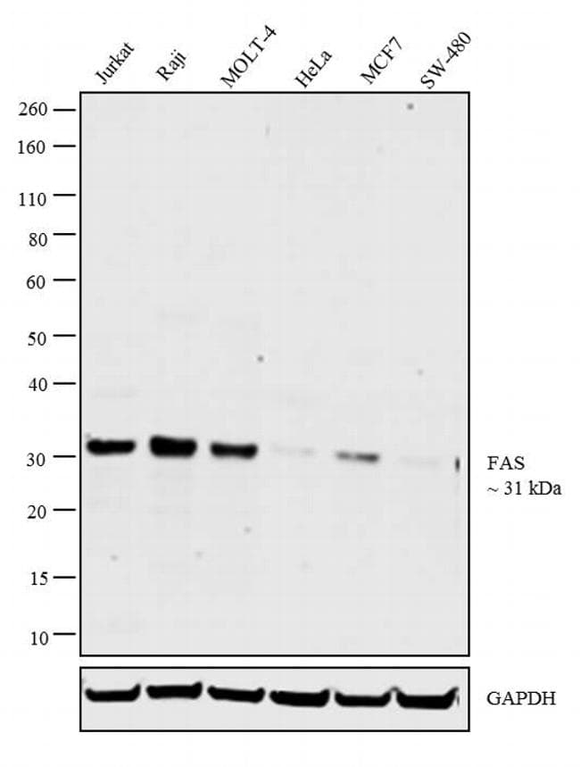 Monoclonal Mouse anti-Human CD95 / FAS Antibody (clone UT-1, WB)