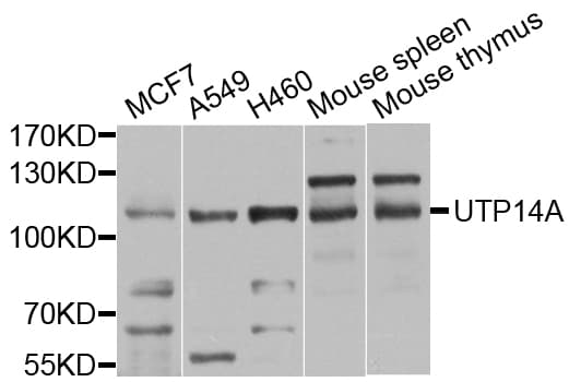 UTP14A Antibody