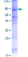 Human OTOP2 Protein (Recombinant GST)