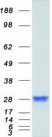 Human RGS4 Protein (Recombinant Myc-DDK (Flag))