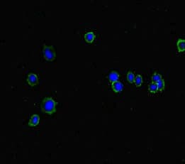 Polyclonal Rabbit anti-Human ISPD / Nip Antibody (IHC, IF)