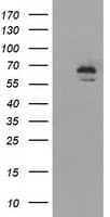 IGF2BP2 Antibody (clone OTI6C4)