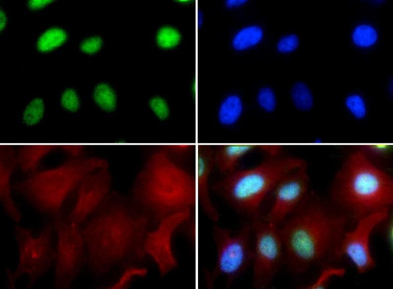CBFA1 / RUNX2 Antibody (Biotin)