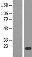RPL12 / Ribosomal Protein L12 (Over-Expression Lysate Myc-DDK (Flag))