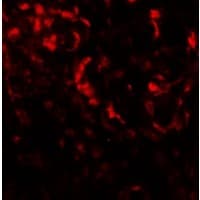IHC-plus™ BECN2 Antibody