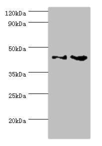 YKL39 / CHI3L2 Antibody (aa27-390)