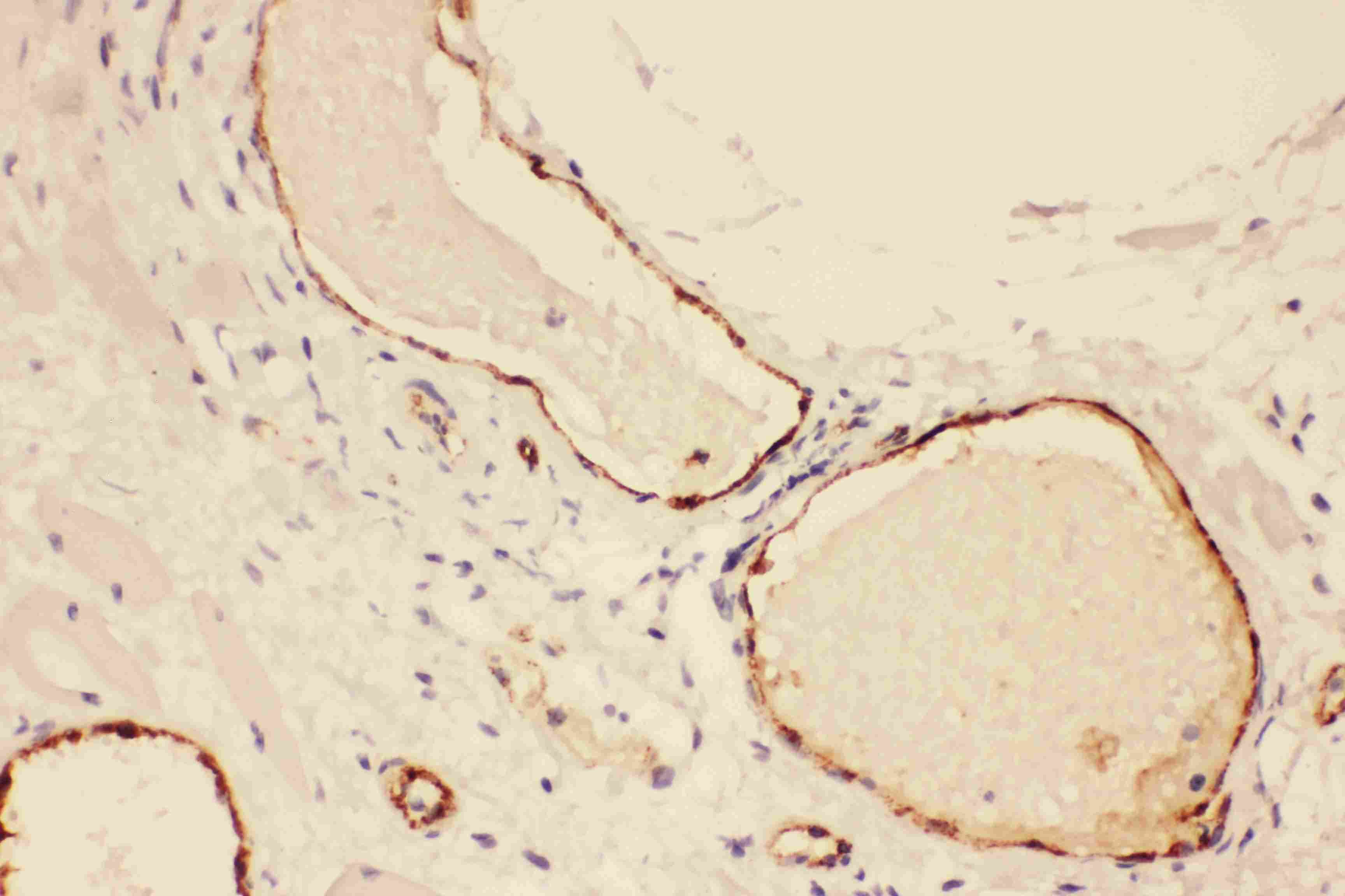 VWF / Von Willebrand Factor Antibody (aa2535-2813)