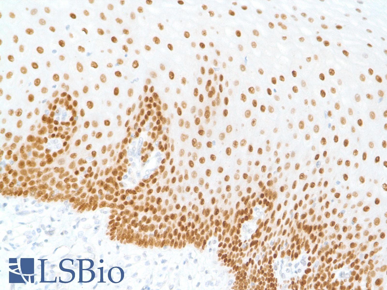 SOX2 Antibody (N-Terminus, clone SP76)
