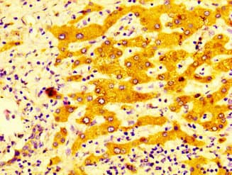 CYP2C19 Antibody