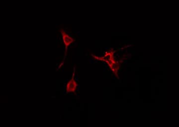 CDC42EP3 Antibody