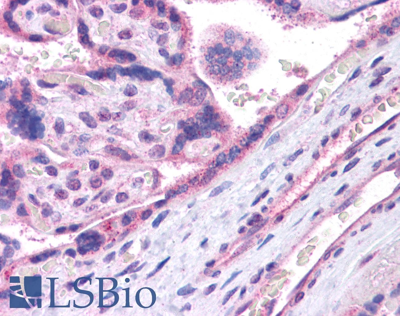 c-Maf Antibody (N-Terminus)