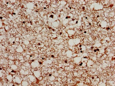 PRODH Antibody