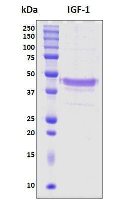 Pig IGF1 Protein (Recombinant His, N-terminus + Fc, C-terminus)