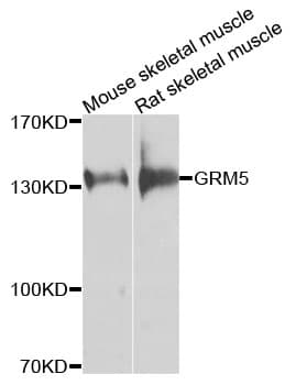 GRM5 / MGLUR5 Antibody
