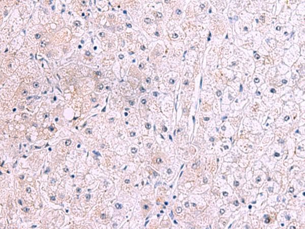 IRX2 Antibody