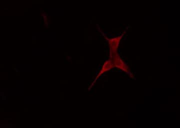 Polyclonal Rabbit anti-Human BCL2L2 / Bcl-w Antibody (IF, WB)