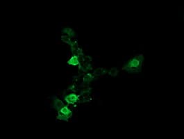 UBE2G2 Antibody (clone OTI9F2, Carrier-free)