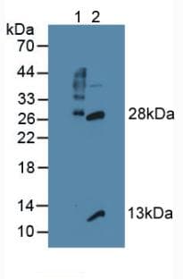 GZMB / Granzyme B Antibody (aa21-247, APC)